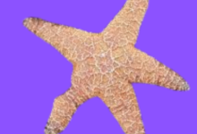 Starfish Environmental Parameters: Understanding the Key Factors for Their Survival