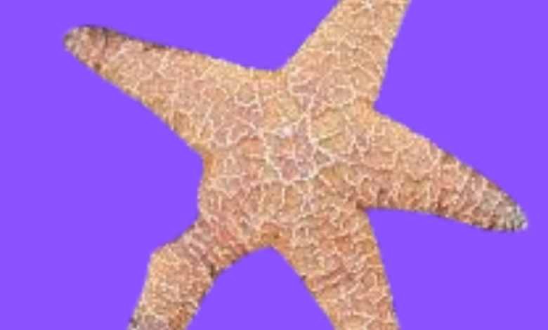 Starfish Environmental Parameters: Understanding the Key Factors for Their Survival