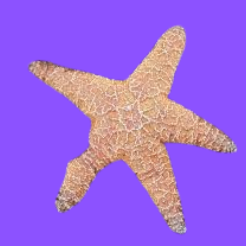 Starfish Environmental Parameters: Understanding the Key Factors for Their Survival