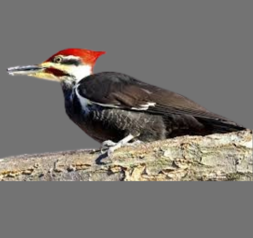 Pileated Woodpecker Call: A Complete Guide