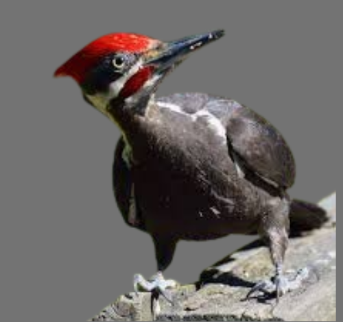 Pileated Woodpecker – A Majestic Bird