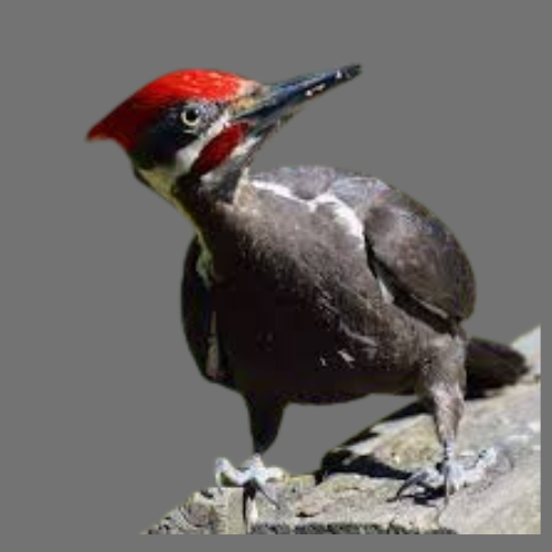 Pileated Woodpecker – A Majestic Bird