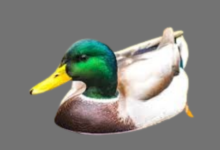 Where Are Mallards Located in Georgia?