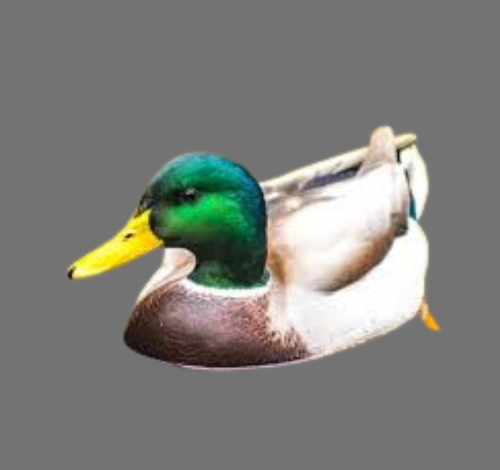 Where Are Mallards Located in Georgia?